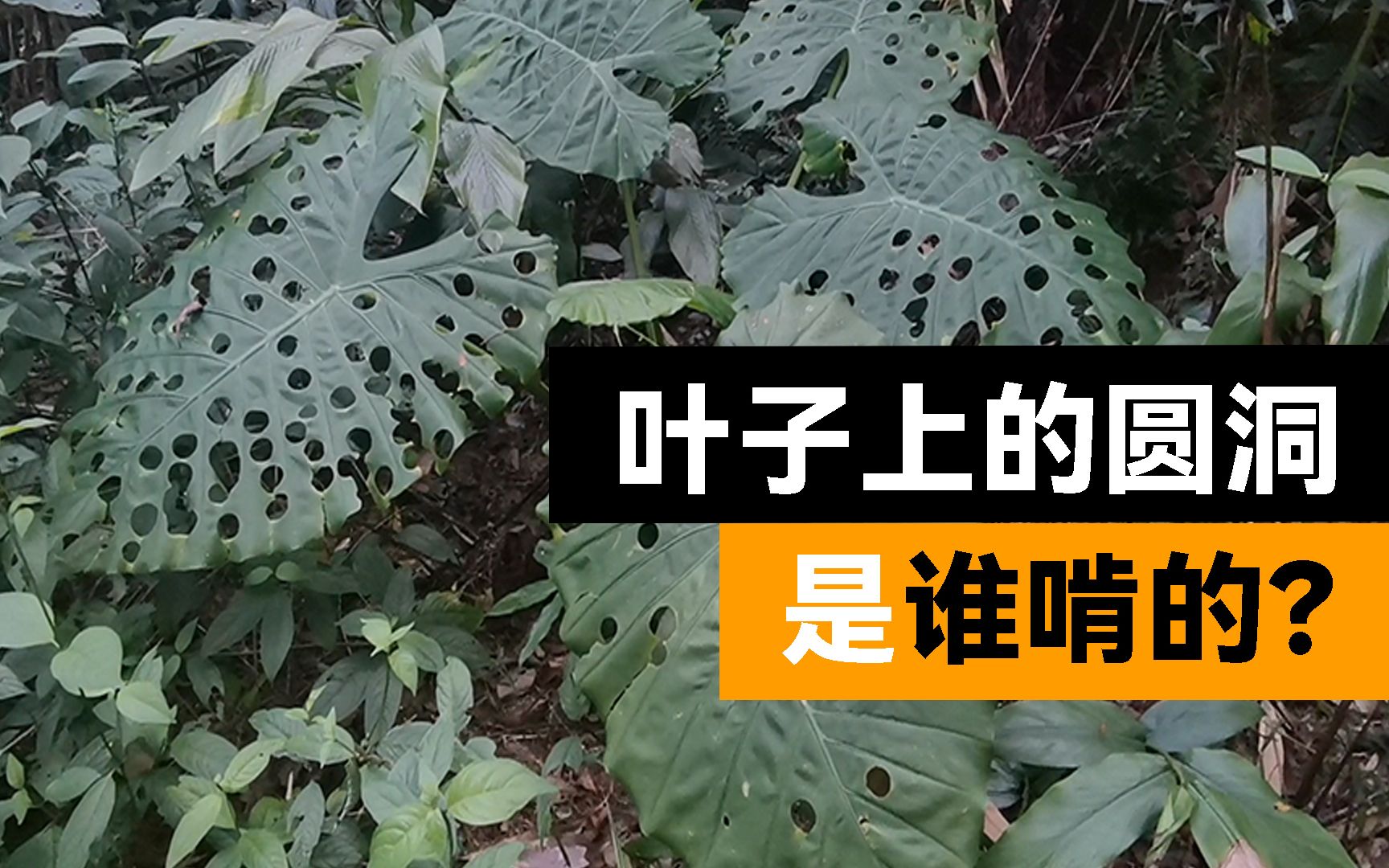 今年首拍!滴水观音叶子上那些圆洞,原来是这样来的哔哩哔哩bilibili