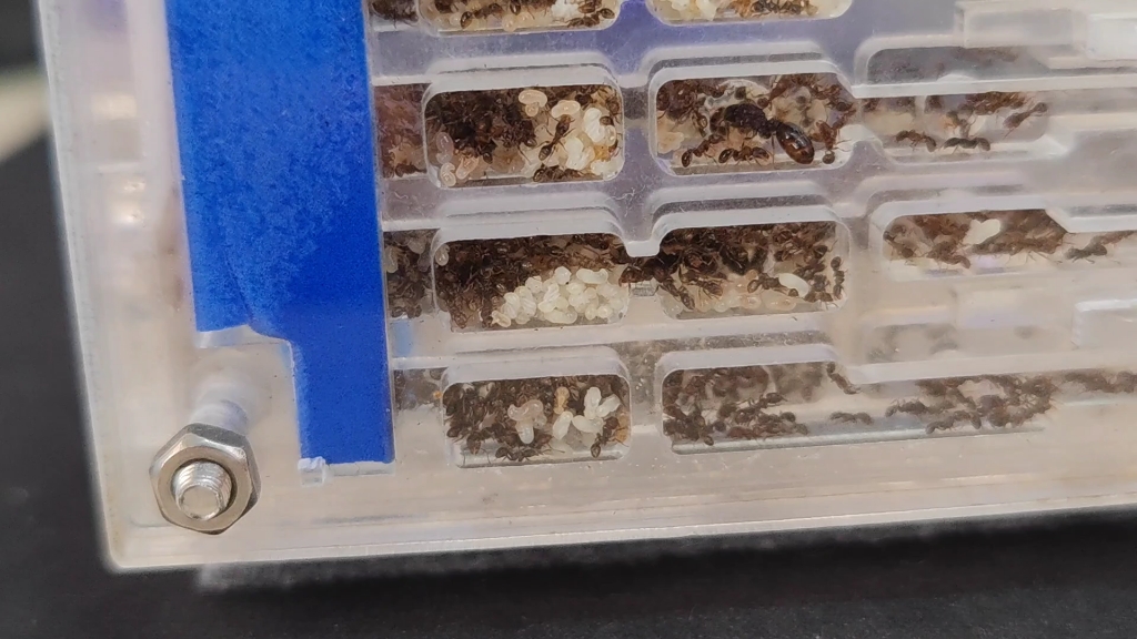 津岛铺道蚁(56天)