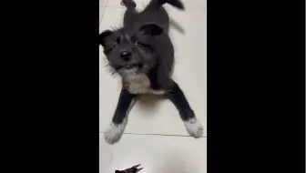 无能狂怒，但可爱