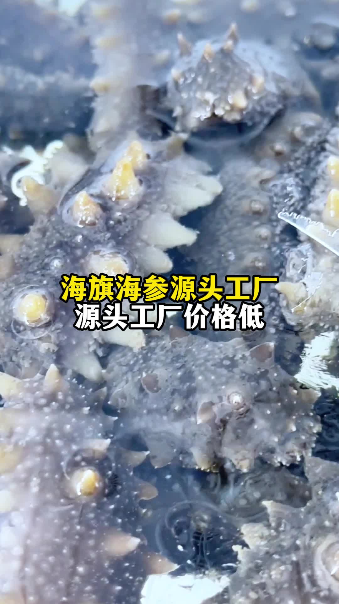 海旗海参源头工厂 源头工厂价格低哔哩哔哩bilibili