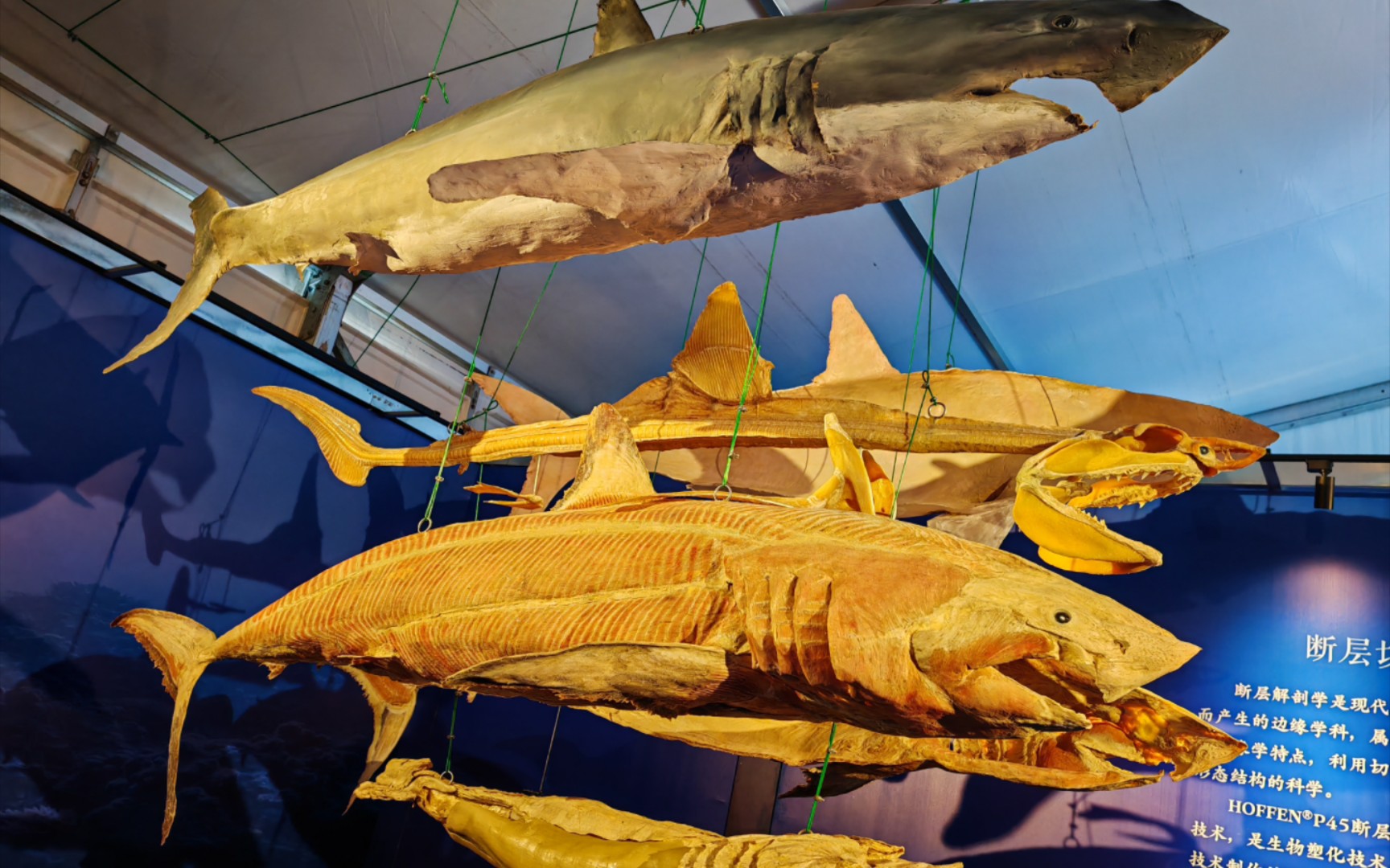 深海鱼影展——海洋生物