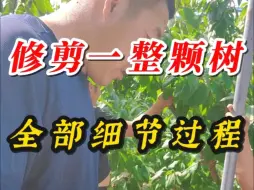 Download Video: 陕西园区，修剪一整颗树全部细节过程，时间有些长请耐心看完