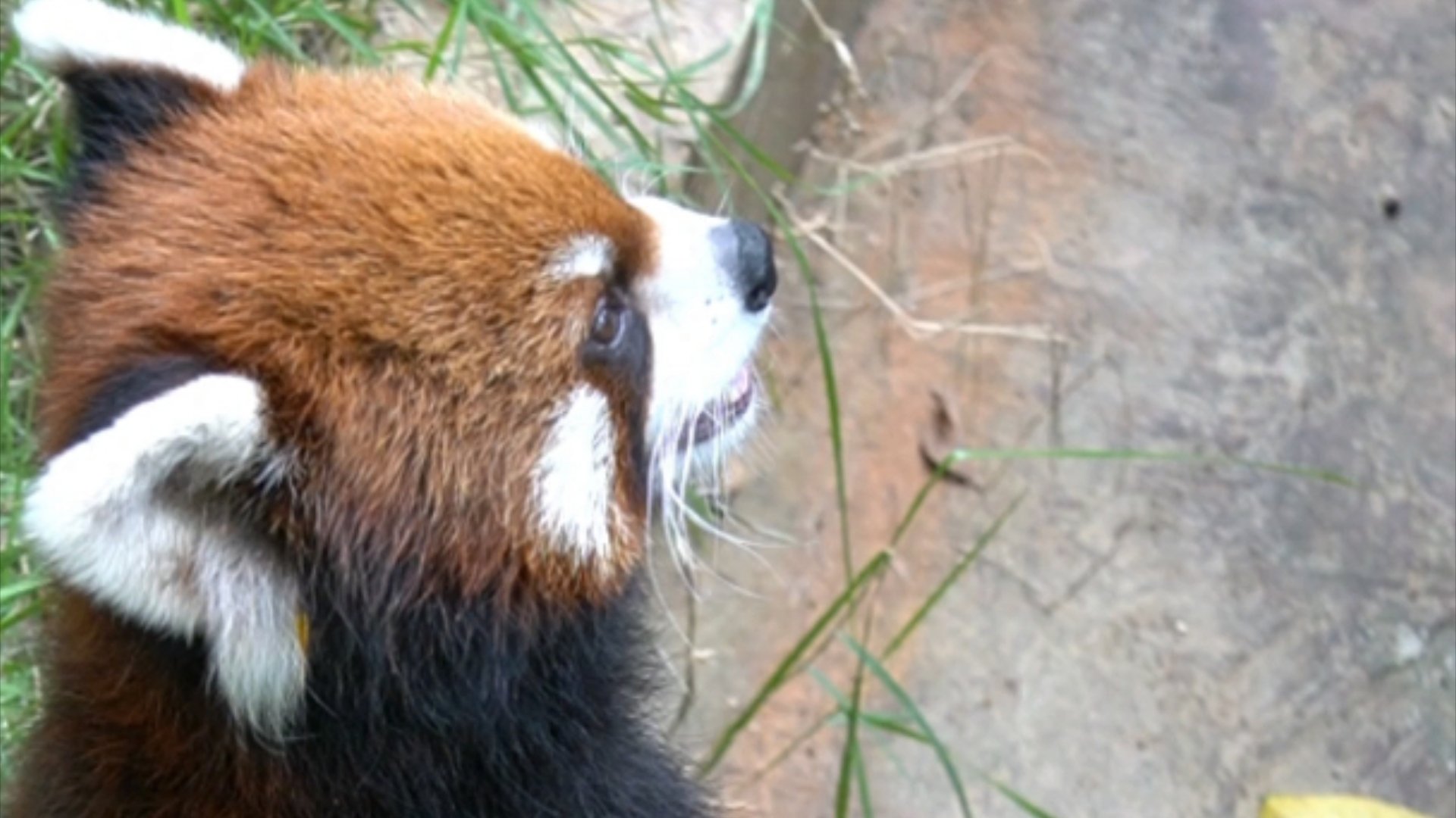 小熊猫窝窝头# 这坐姿人里人气的