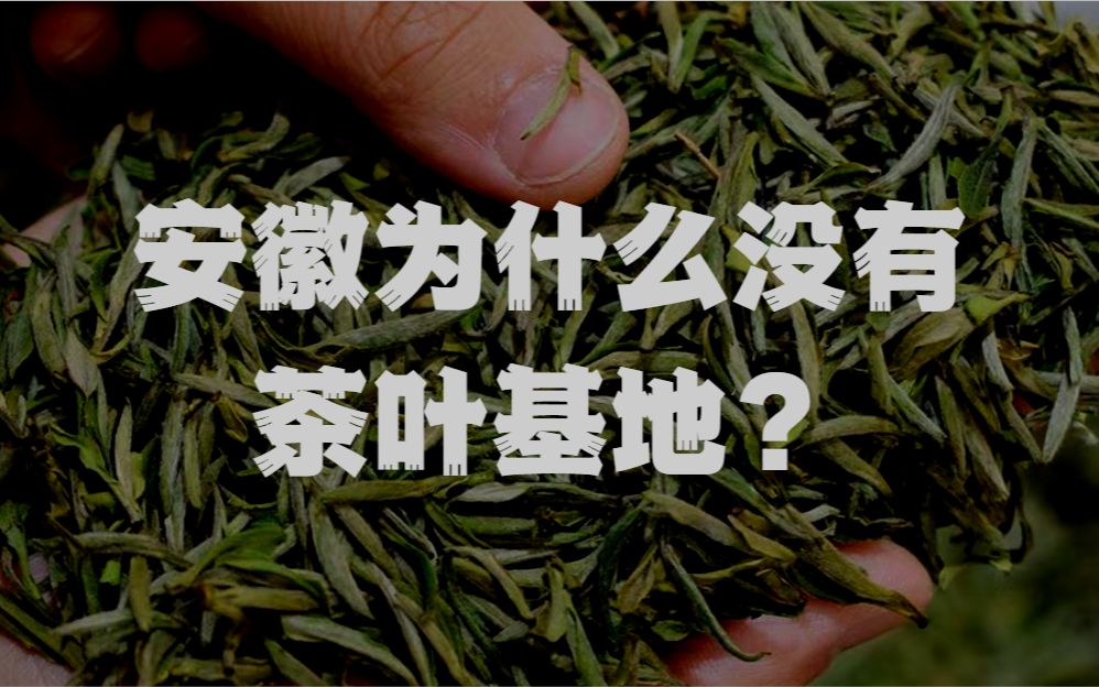 合肥,六安,黄山谁才能搞茶叶基地?哔哩哔哩bilibili