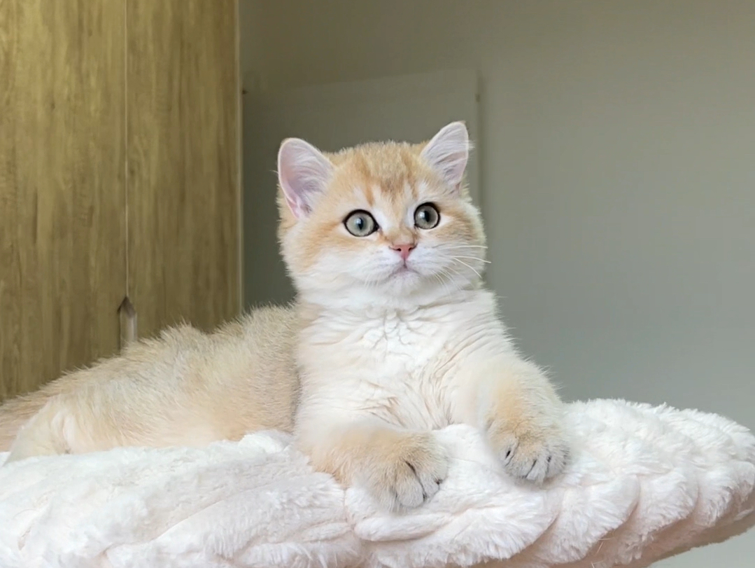 金渐层弟弟!金宝小朋友