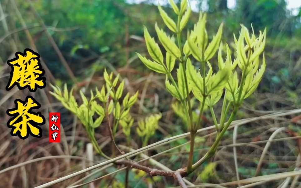 藤茶又叫神仙草,植物界的“黄酮之王”,已经到了采它的好时节!哔哩哔哩bilibili