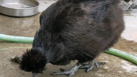 黑凤丝毛乌鸡下蛋啦