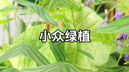 小众绿植推荐哔哩哔哩bilibili