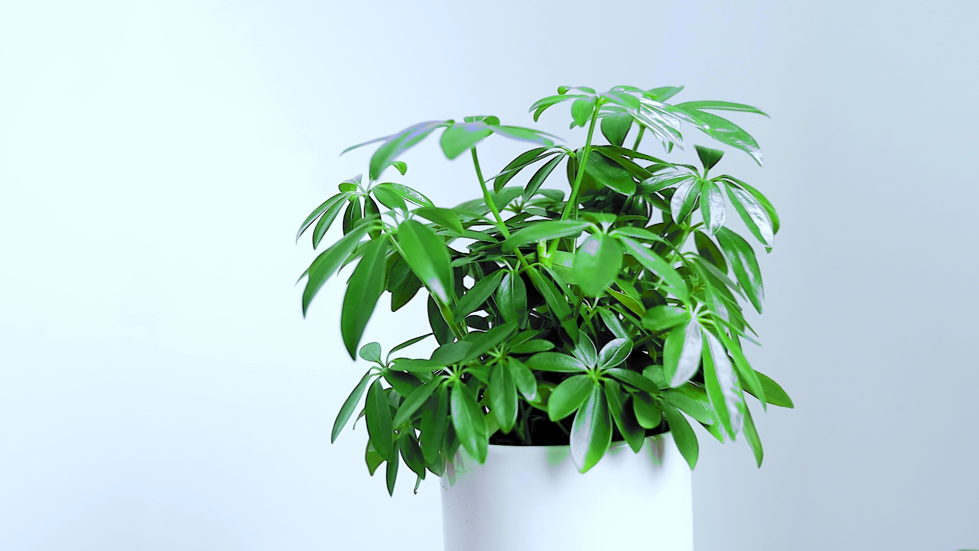 招财进宝年年有余