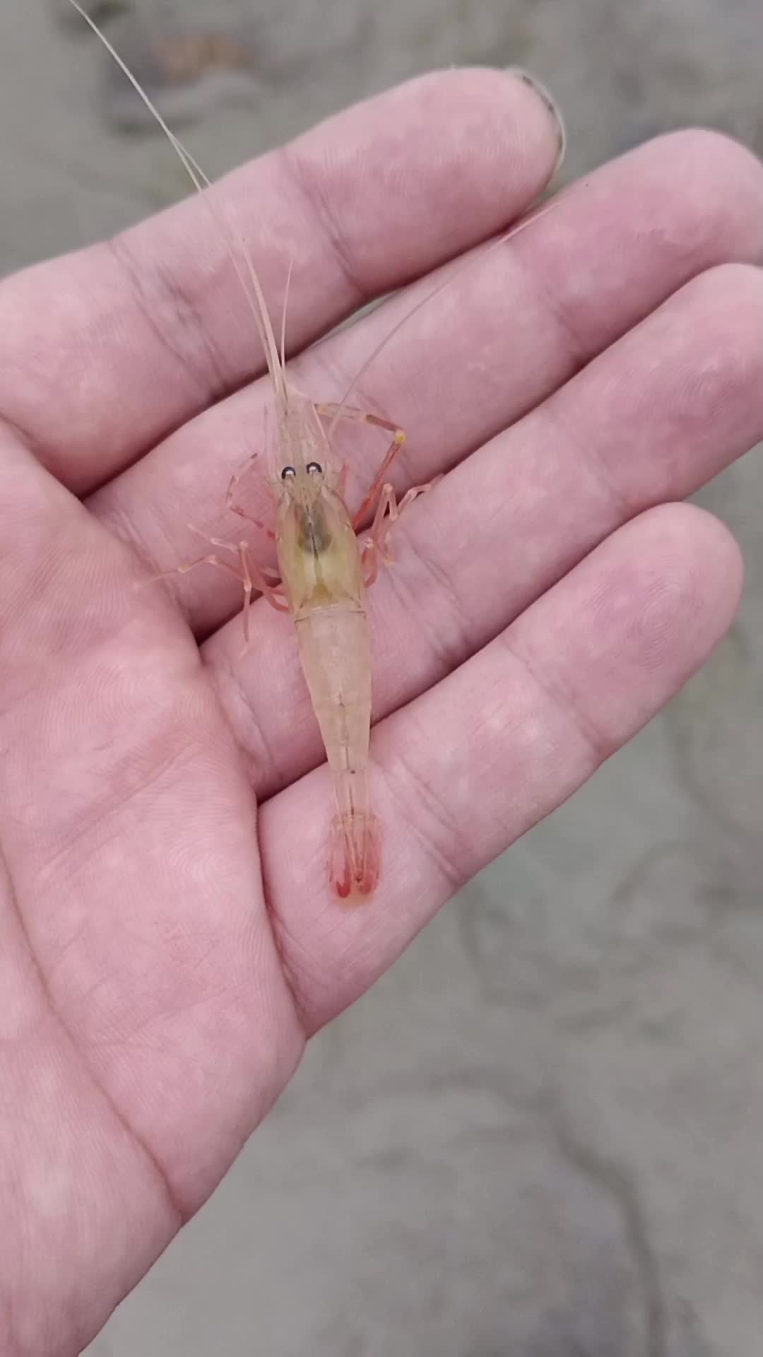 上海奉贤野采的 葛氏长臂虾palaemon gravieri