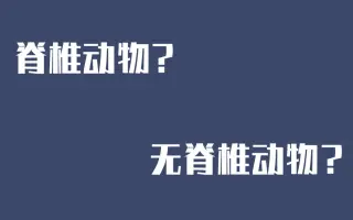 无脊椎动物 哔哩哔哩 Bilibili