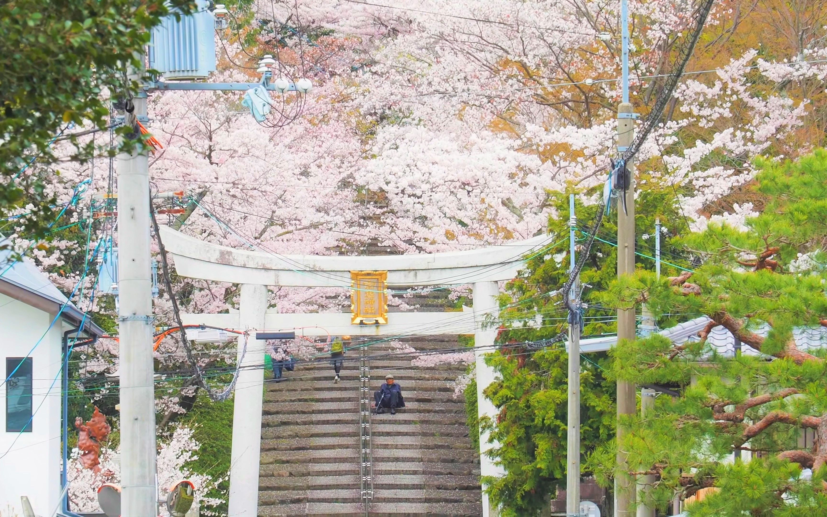 [图]京都 哲学の道と白川通周辺の桜 4月