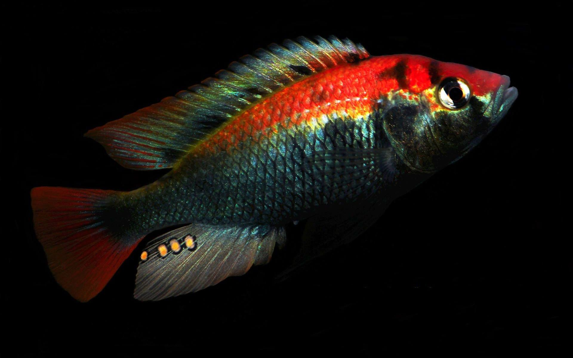 彩虹 红宝石绿 | 维鲷三湖慈鲷热带鱼观赏用原生鱼