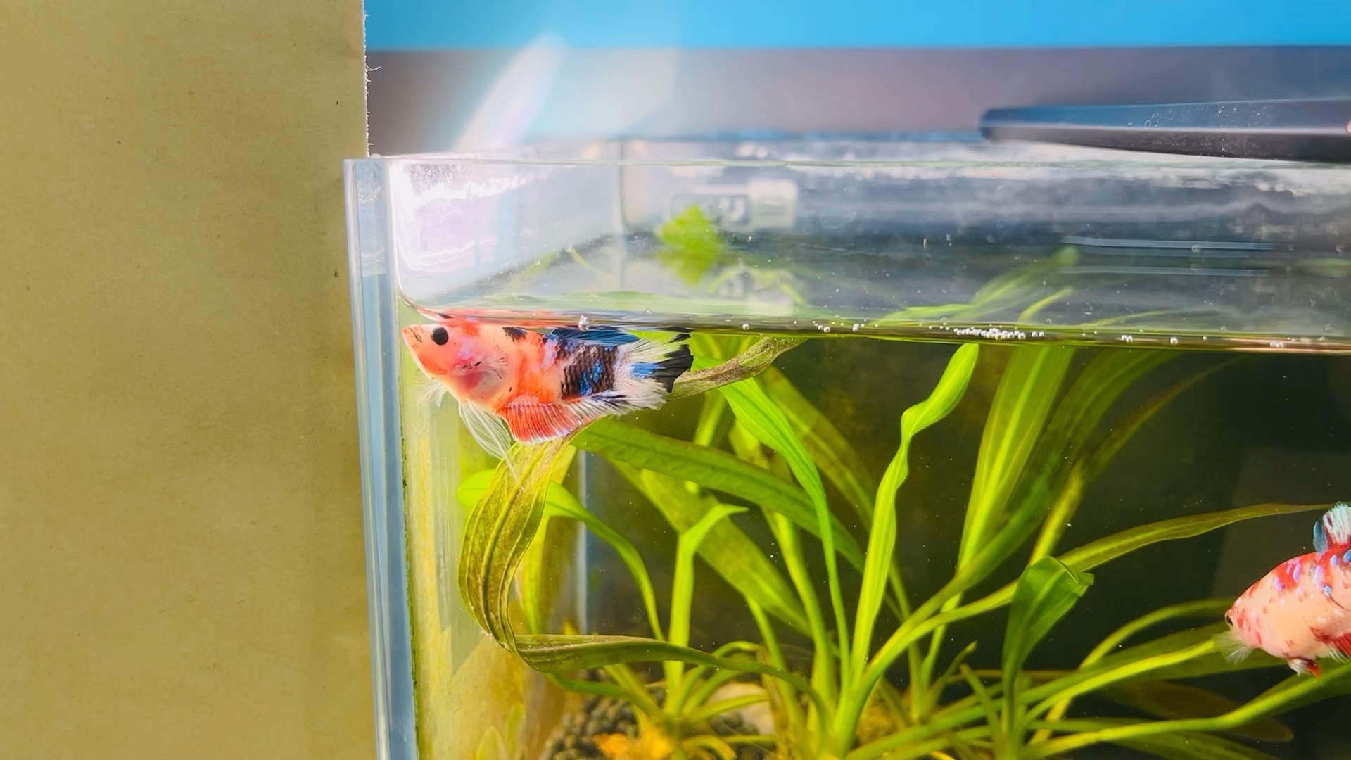 以防你没见过斗鱼睡觉