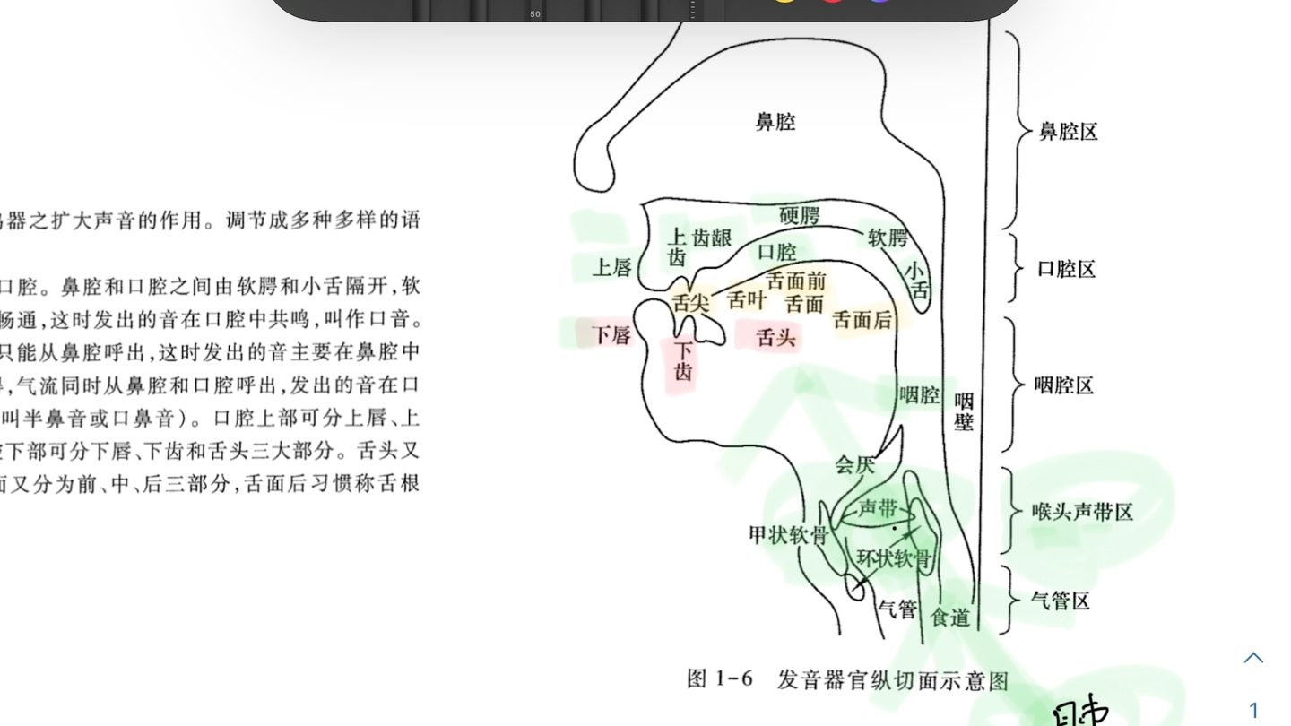 发声器官细致大剖析!一个视频搞懂现汉语音的生理属性.现汉 语纲声音是怎么形成的?口音、鼻音和鼻化音究竟是什么?(附思维导图)哔哩哔哩bilibili