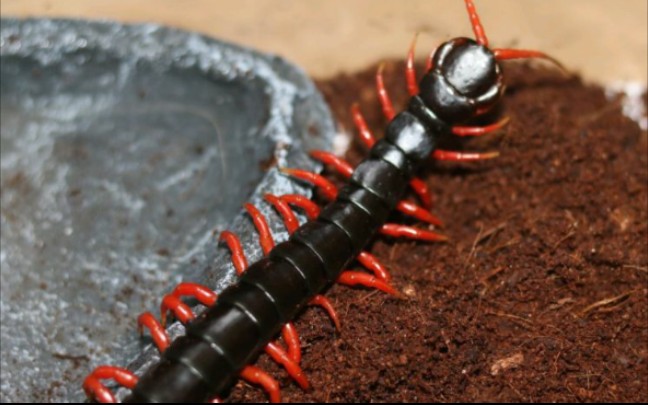 肛吻19cm老挝黑红模棘开箱视频,,,第一次发蜈蚣开箱视频没想到居然