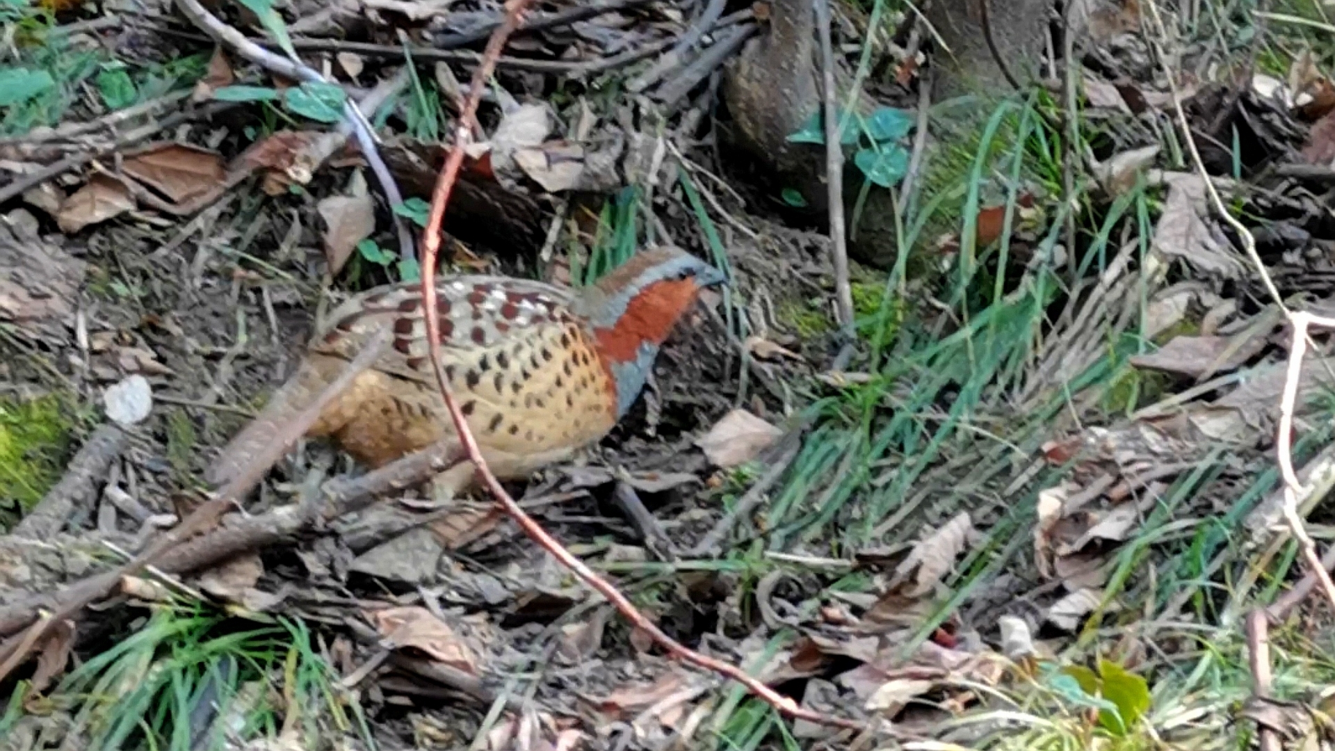 山坡上四只竹鸡.