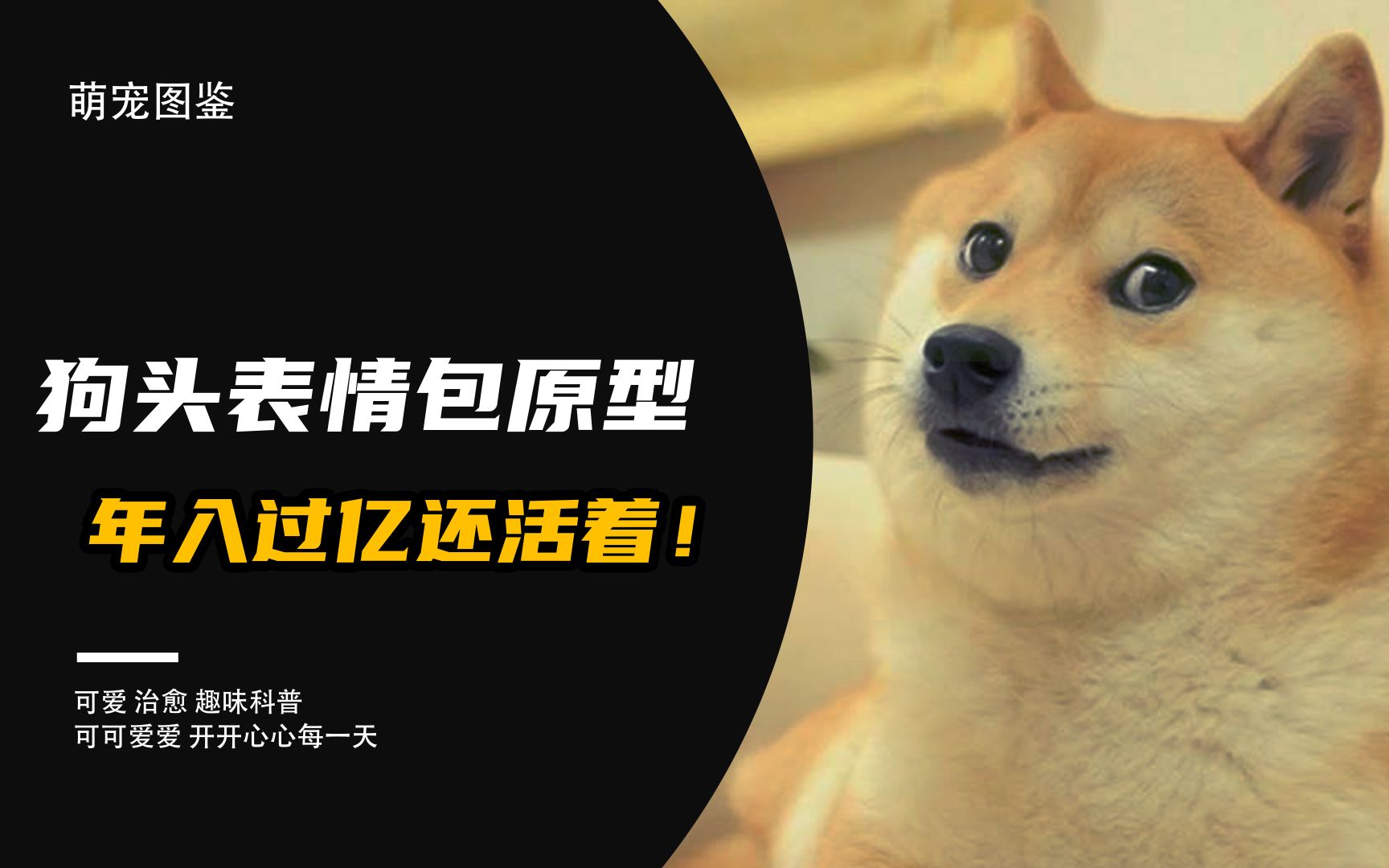 狗头表情包原型,年入过亿,现在还活着。_哔哩哔哩_bilibili