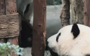 Скачать видео: 花花肯定以为把和叶揍惨了，结果和叶躲在后面偷笑，太好玩了