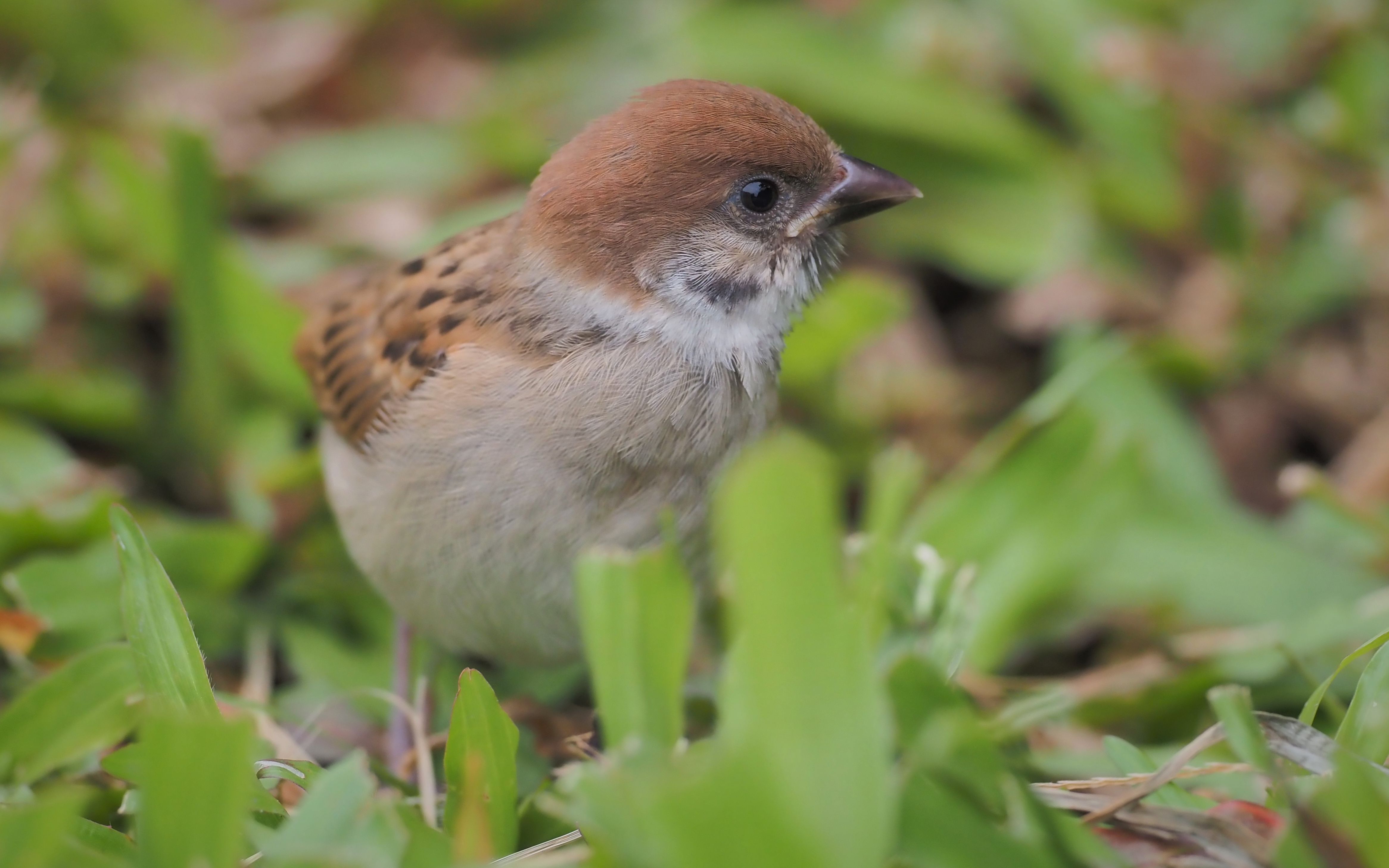 小麻雀长大了,可以离开父母自己跑到草地上觅食了