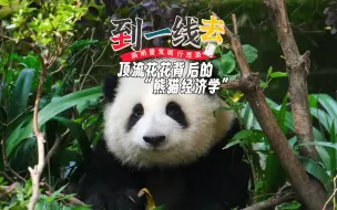 Tải video: 我在成都“吸猫”：顶流花花“到点下班”，熊猫经济火热