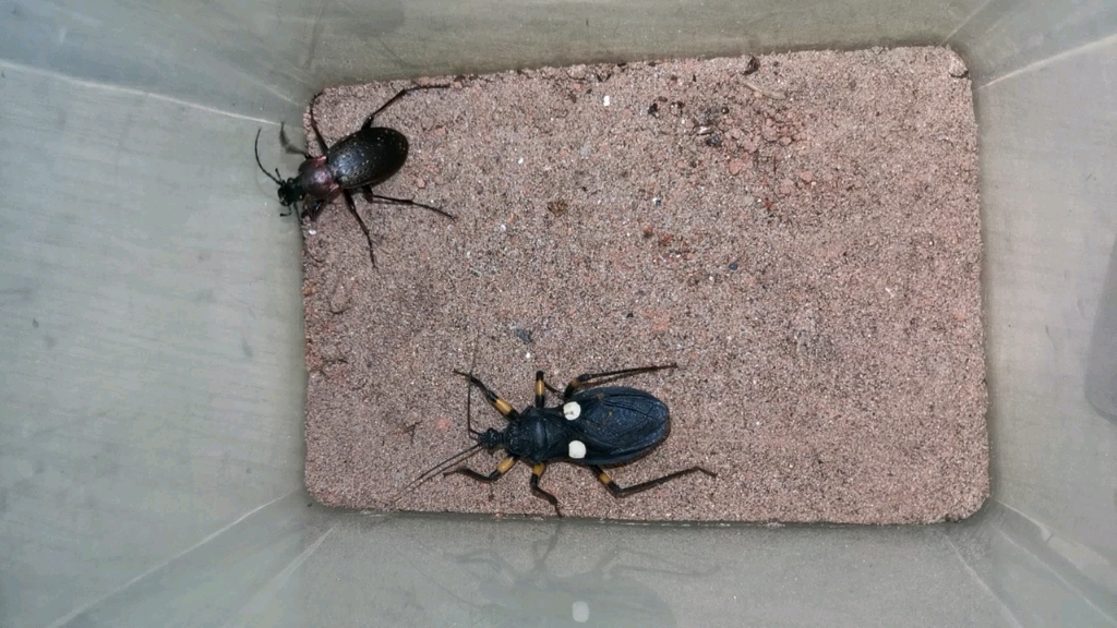 白斑猎蝽大战某步甲