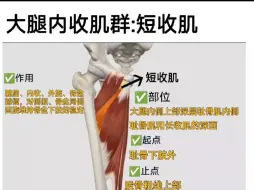 Скачать видео: 解剖学之:大腿内收肌群短收肌