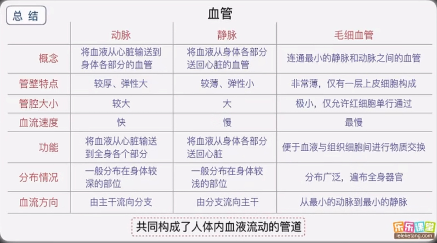 科学知识拓展——认识血液循环系统—血管(动脉,静脉,毛细血管)