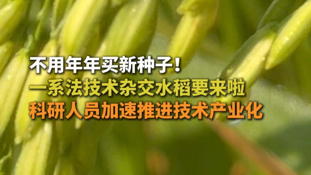 不用年年买新种子！ 一系法技术杂交水稻要来啦 科研人员加速推进技术产业化
