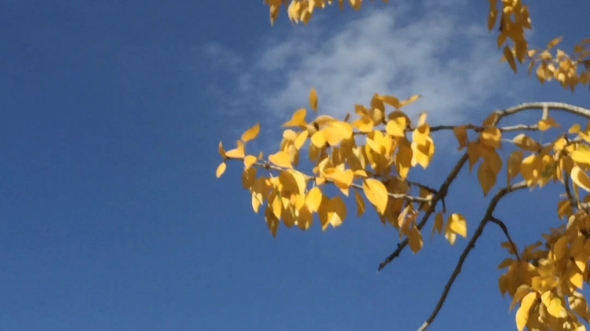 [图]我情愿化成一片落叶， 让风吹雨打到处飘零；或流云一朵，在澄蓝天，和大地再没有些牵连