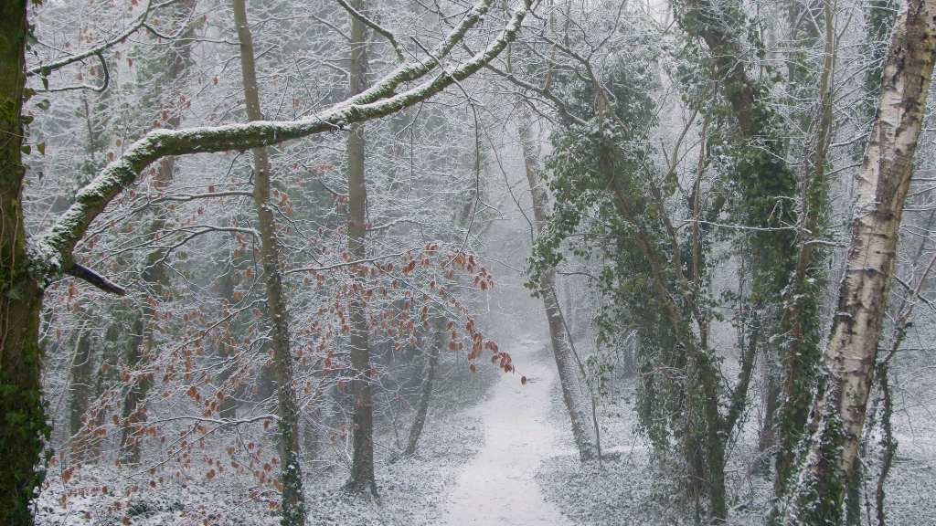 深山老林雪景图片