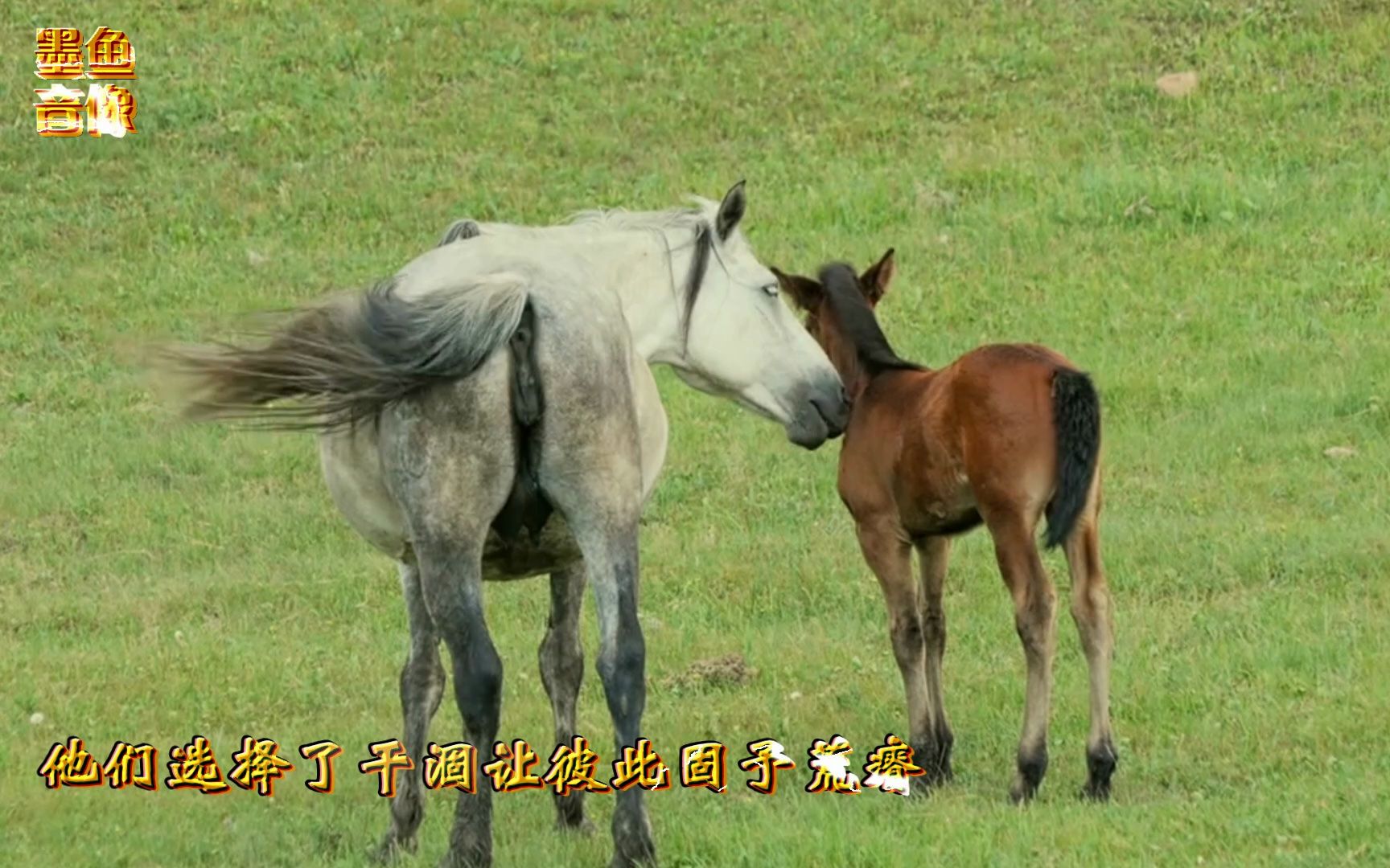 [图]《牢兰海》刀郎草原新歌-新疆且末县一带的车尔成河，牢兰海即今新疆罗布泊-MV墨鱼制作