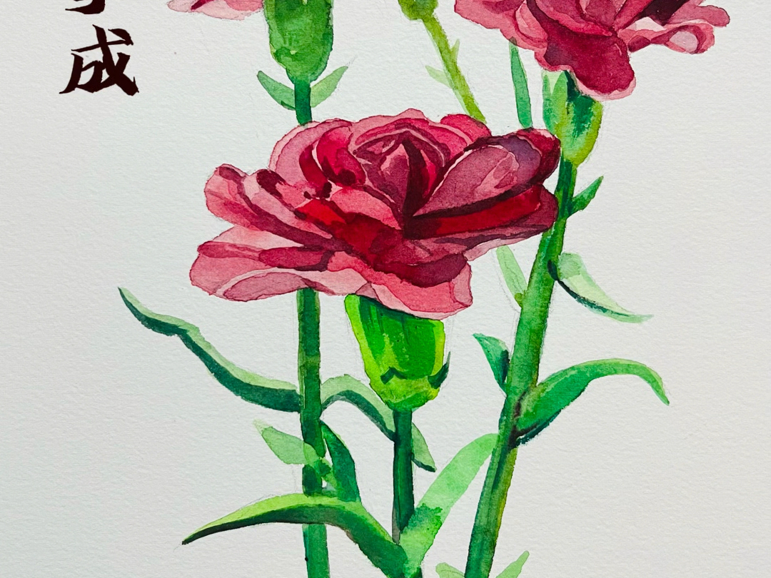 花花世界之花物语系列·馨想事成^康乃馨谐音^水彩