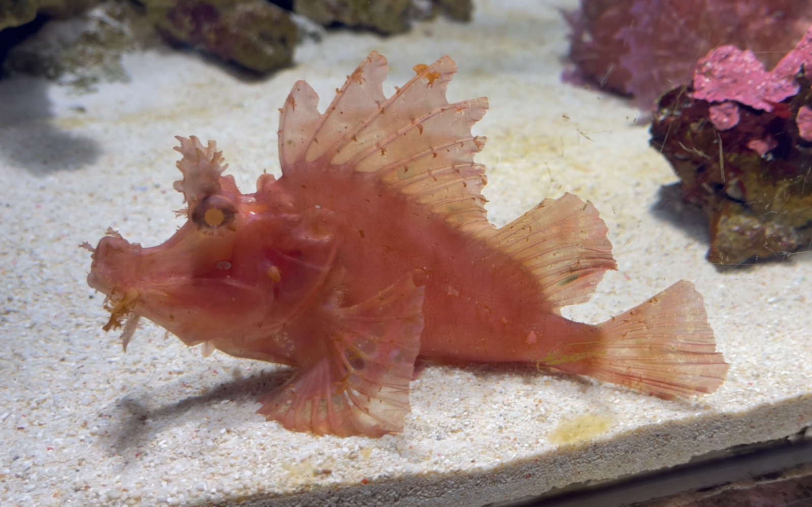 前鳍吻鲉 rhinopias frondosa 摄于沼津深海水族馆