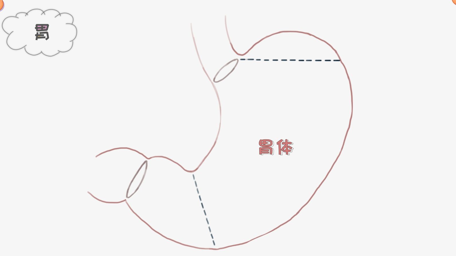 绘图学解剖 | 简单几笔画出胃的结构哔哩哔哩bilibili