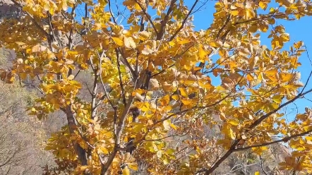 秦皇岛祖山风景区的秋天哔哩哔哩bilibili