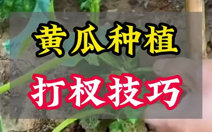 黄瓜打杈技巧,记住这5点轻松高产哔哩哔哩bilibili