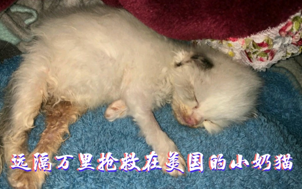 美国宠物医院欲安乐的小奶猫,小胡子医生远程指导救治哔哩哔哩bilibili