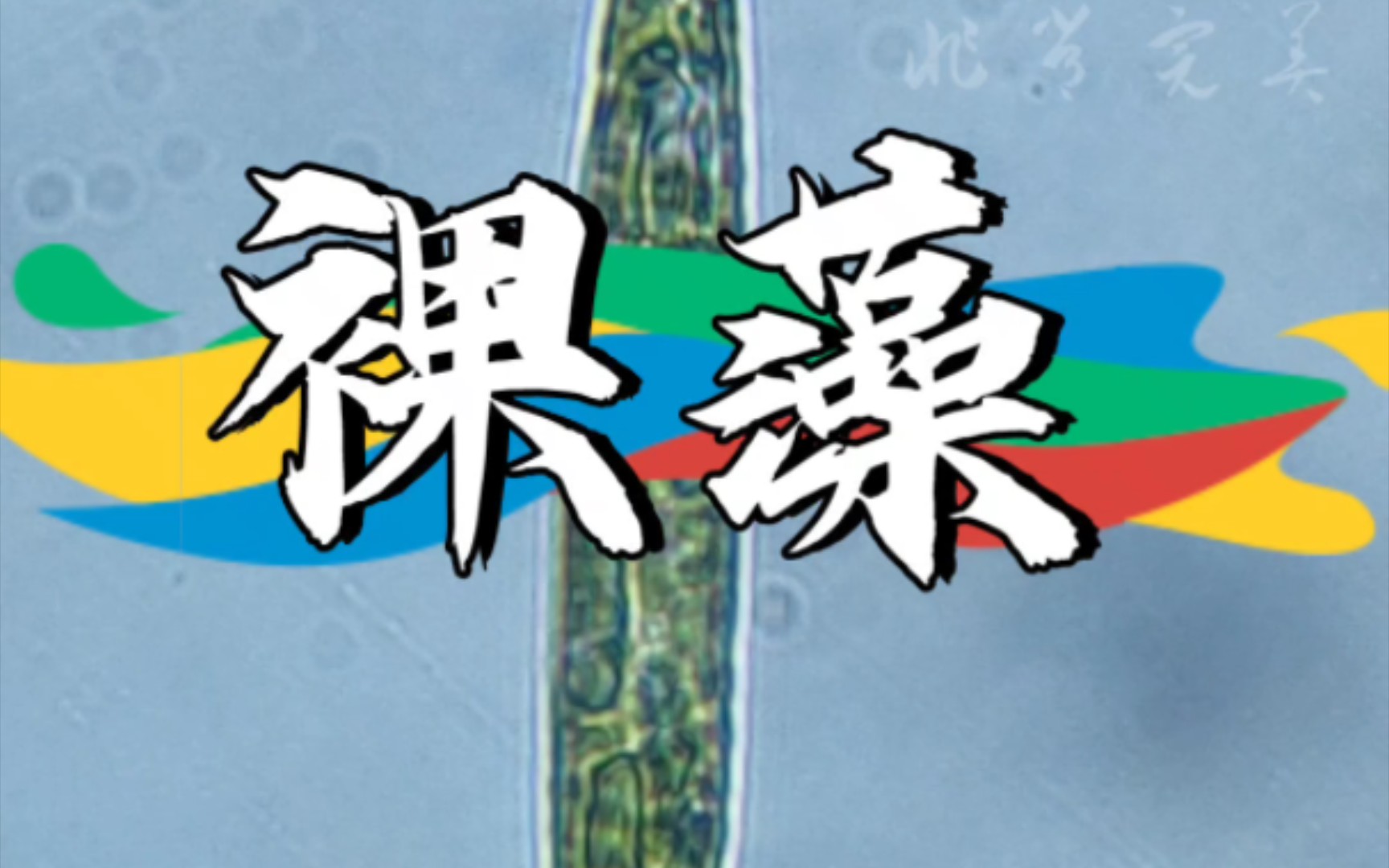 裸藻梭形裸藻红眼裸藻科普微生物镜检污水处理