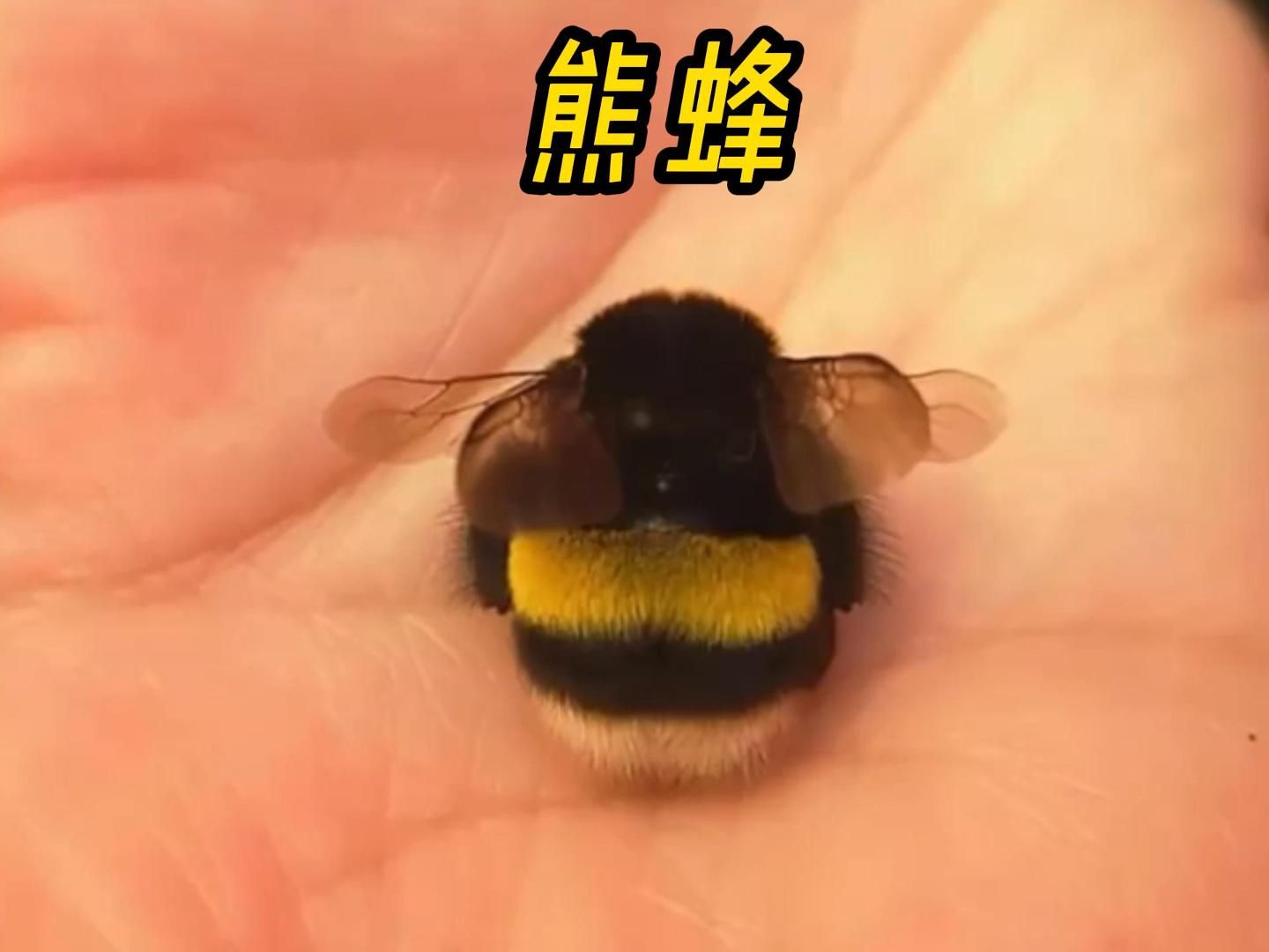 蜜蜂界的胖宝宝