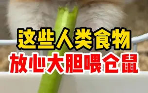 下载视频: 这些人类食物，你可以放心大胆的喂仓鼠！