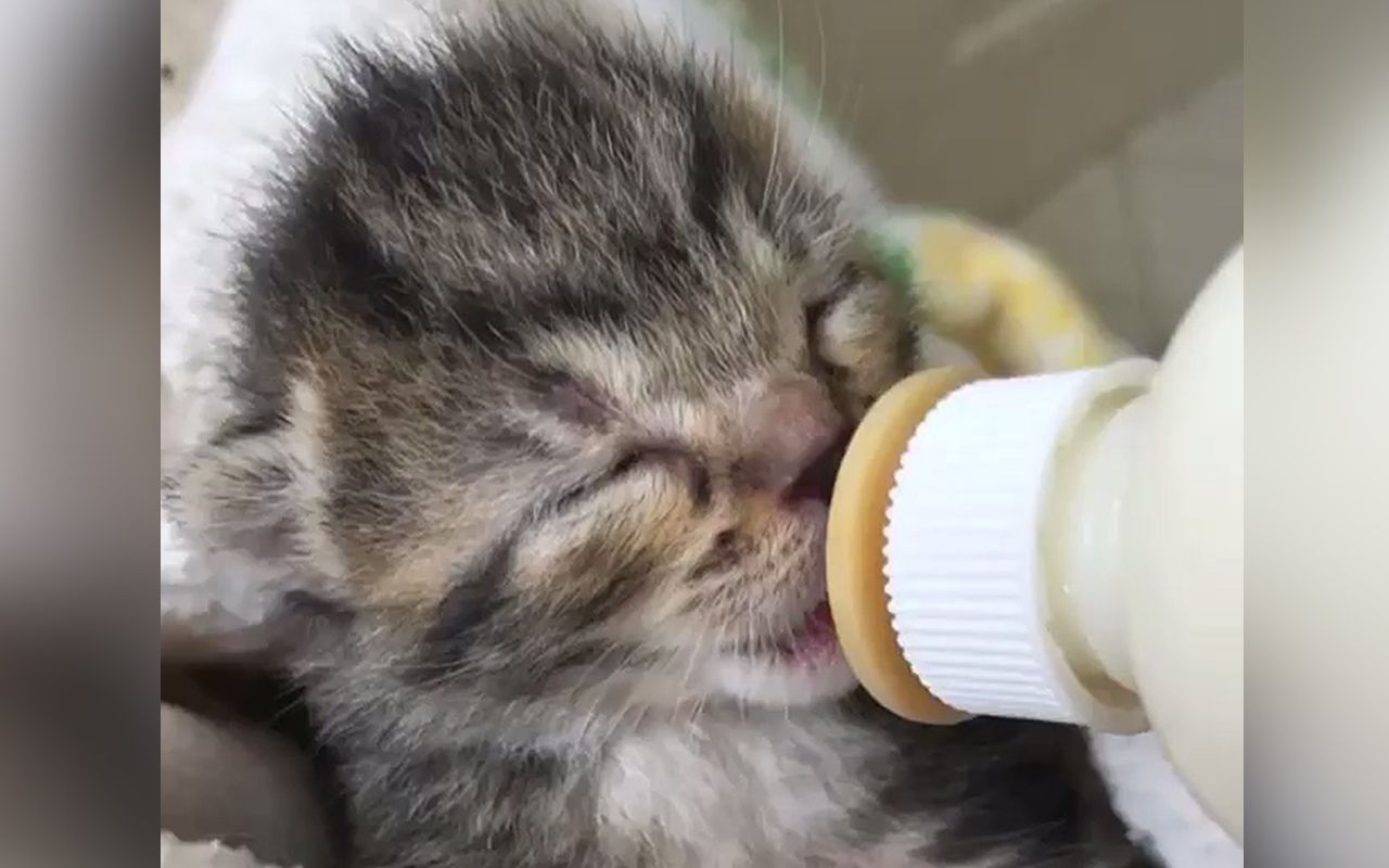 飞机耳小奶猫合集