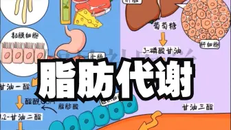 Descargar video: 医学带背  脂肪合成、运输、分解过程