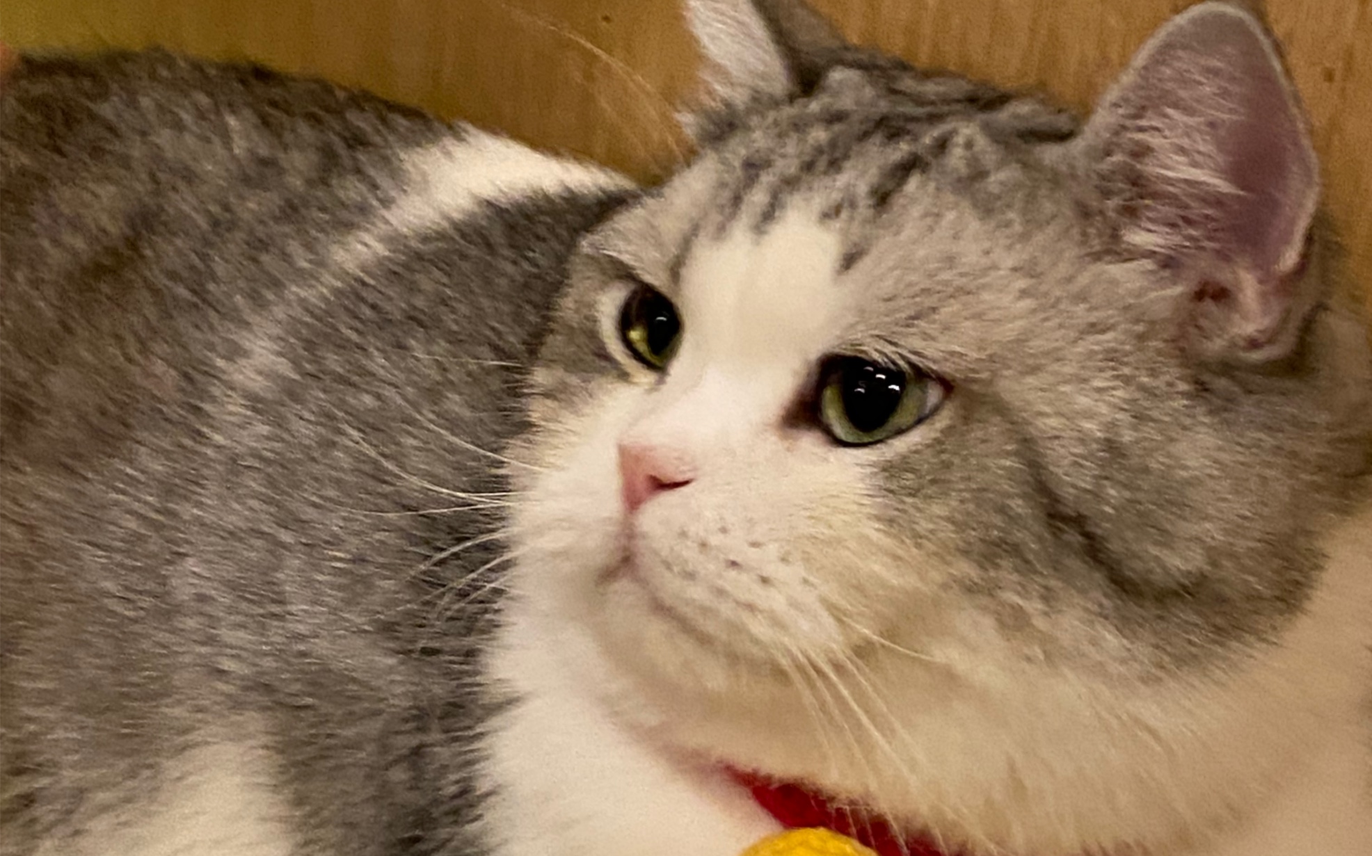 终于见到了百万粉丝网红猫大头|杭州猫咖mocha探店|江南jio臭王名不虚