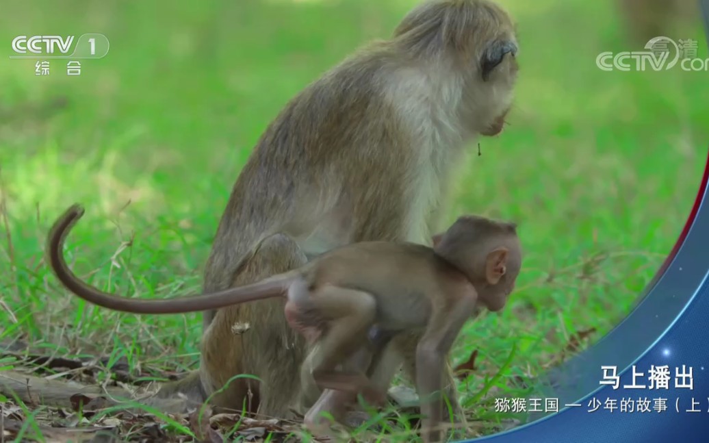 人与自然(CCTV)–自然风光–大自然的美景哔哩哔哩bilibili