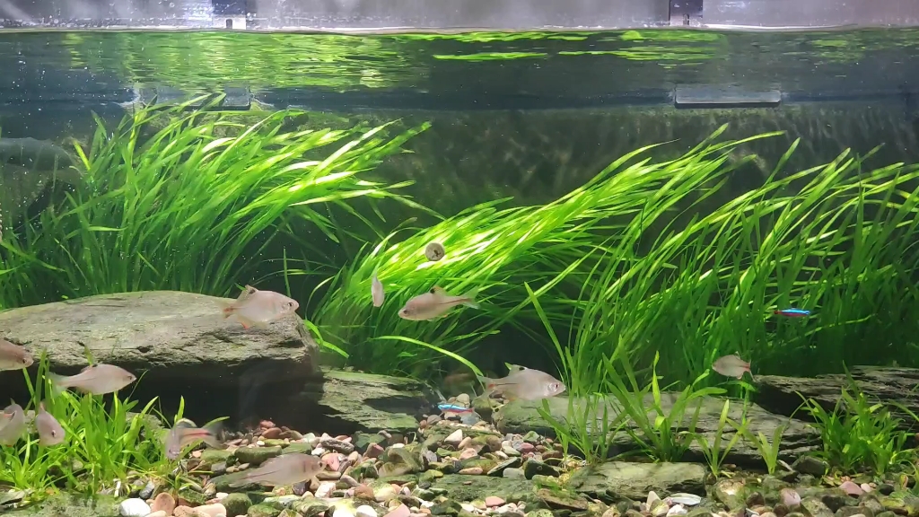 运行半年的原生溪流缸