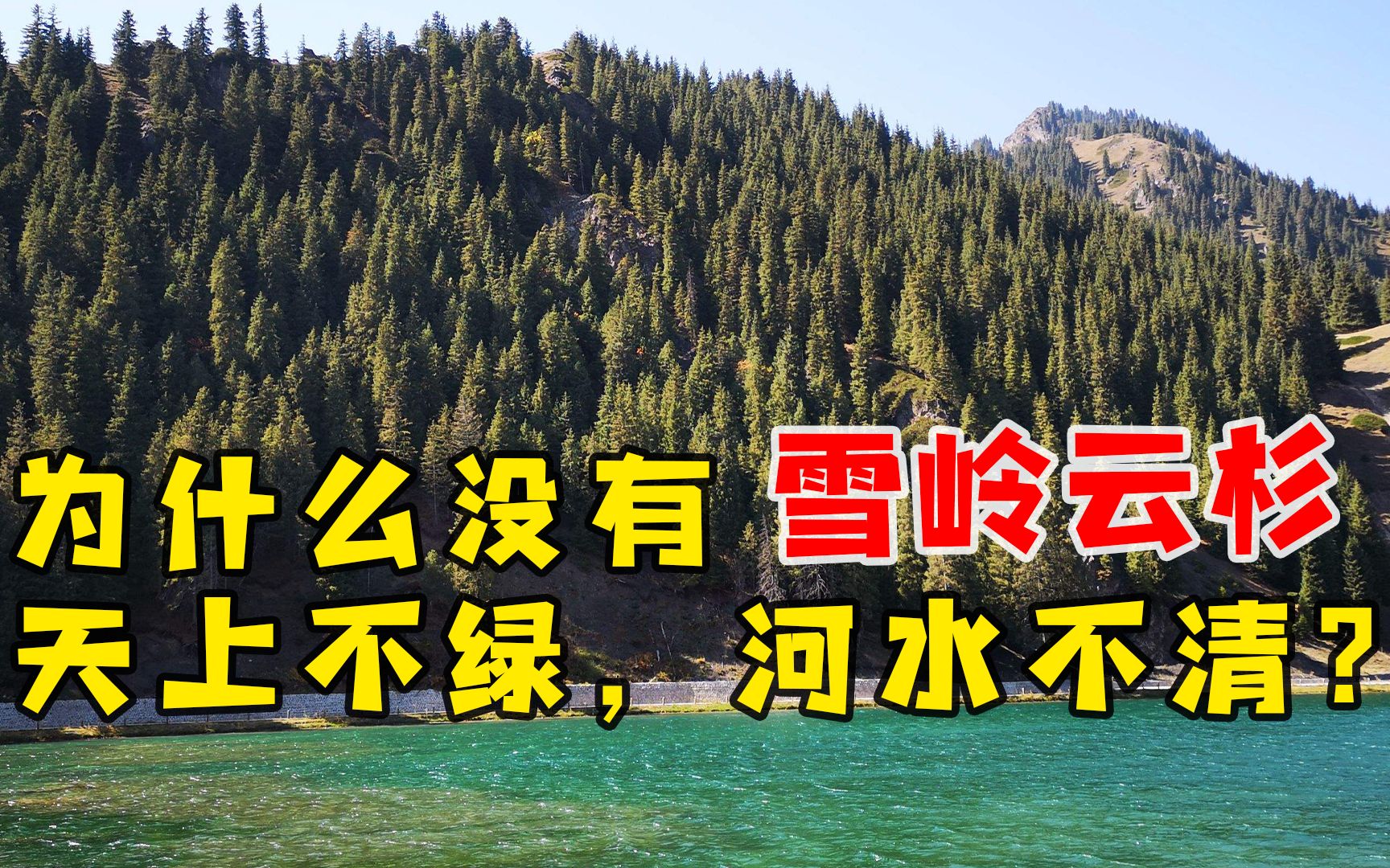 为什么没有雪岭云杉天山不绿,河水不清?哔哩哔哩bilibili