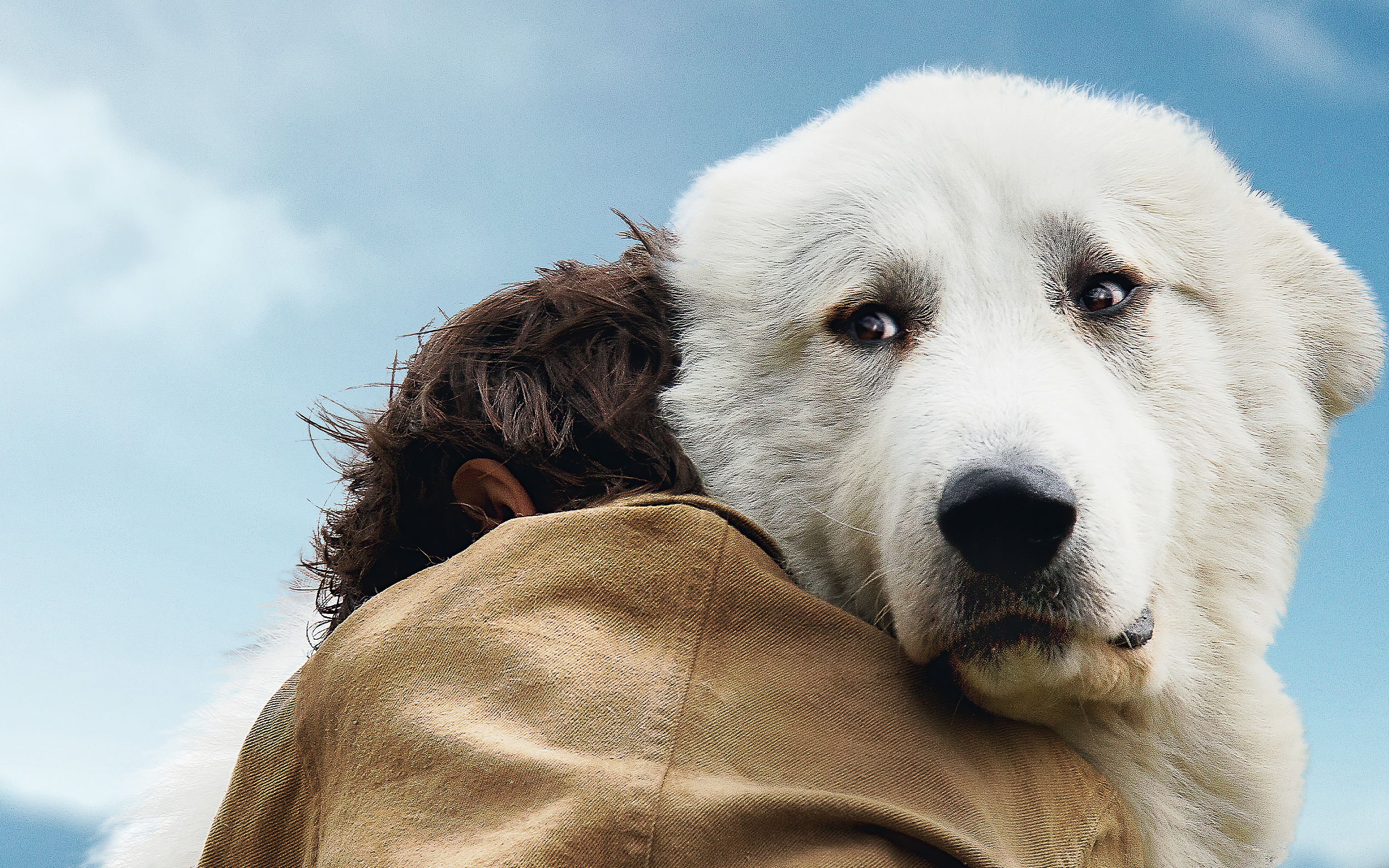 灵犬雪莉2冒险再出发:忠诚狗狗为了救主,勇闯火海,力都棕熊