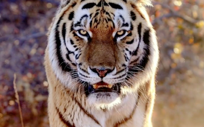 每天与老虎对视,可以改善猥琐的习惯,老虎的眼睛会让你的雄心越来越