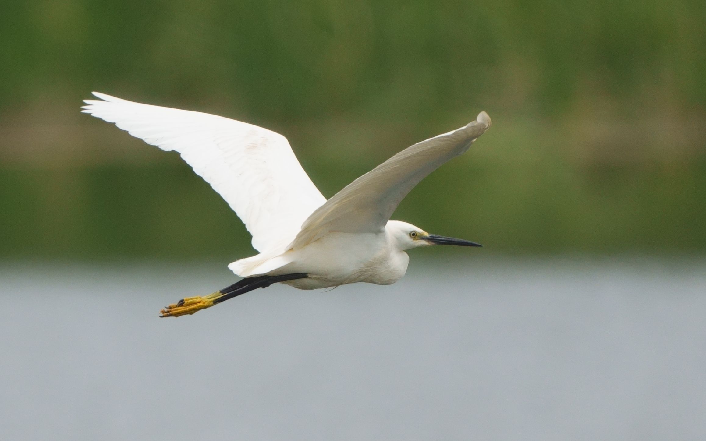 观鸟-觅食中受惊起飞的小白鹭-剪辑稳定版